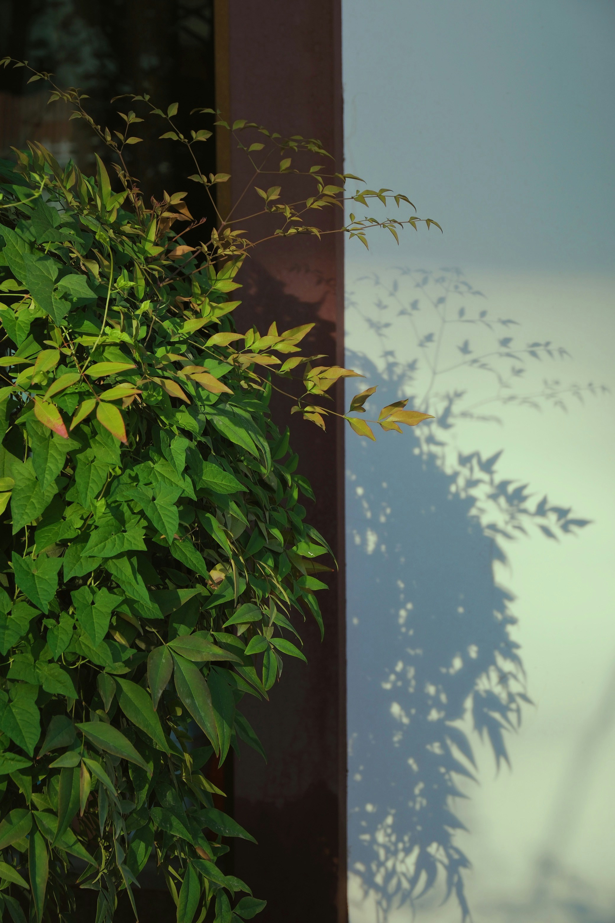 A cat sitting on a window sill next to a plant